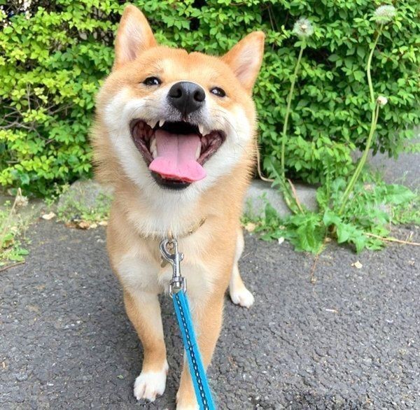 豆柴の可愛すぎる姿に悶絶 いぬのきもちnews