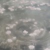 夢みたいなこの日を　⟡　全緩ハント
