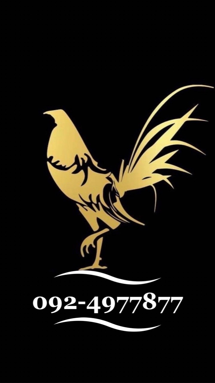 9ข่าวสารและคริปไก่