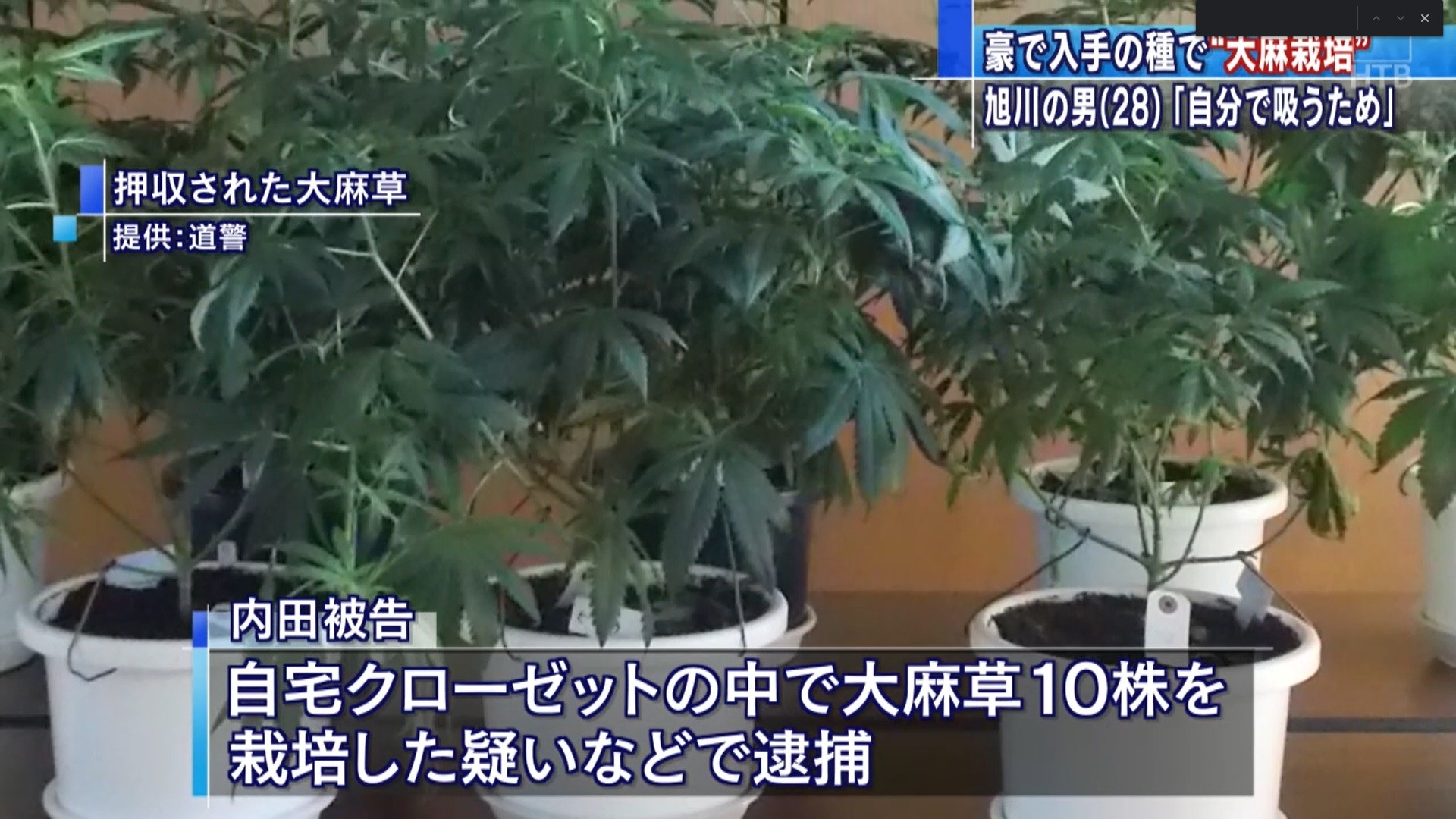 大麻栽培 オーストラリアで種入手か 旭川市