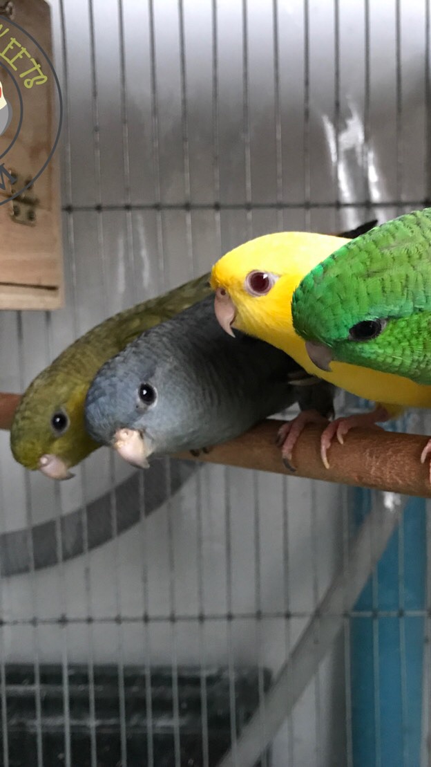 K&S Parrots, Parakeets Farm