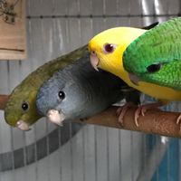K&S Parrots, Parakeets Farm