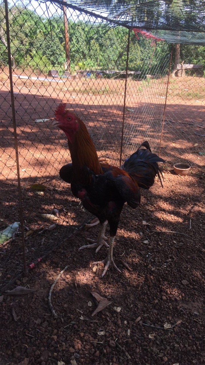ไก่ชนบ้านเนินธงชัย