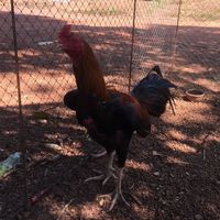 ไก่ชนบ้านเนินธงชัย