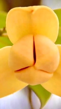 เมืองดอกลำดวน