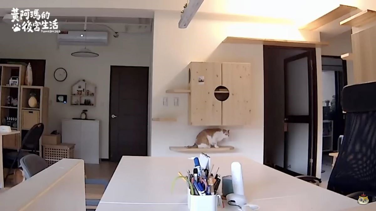 架高的貓步道及貓跳台，留有5個出入口處，方便害羞的貓咪躲避追逐。