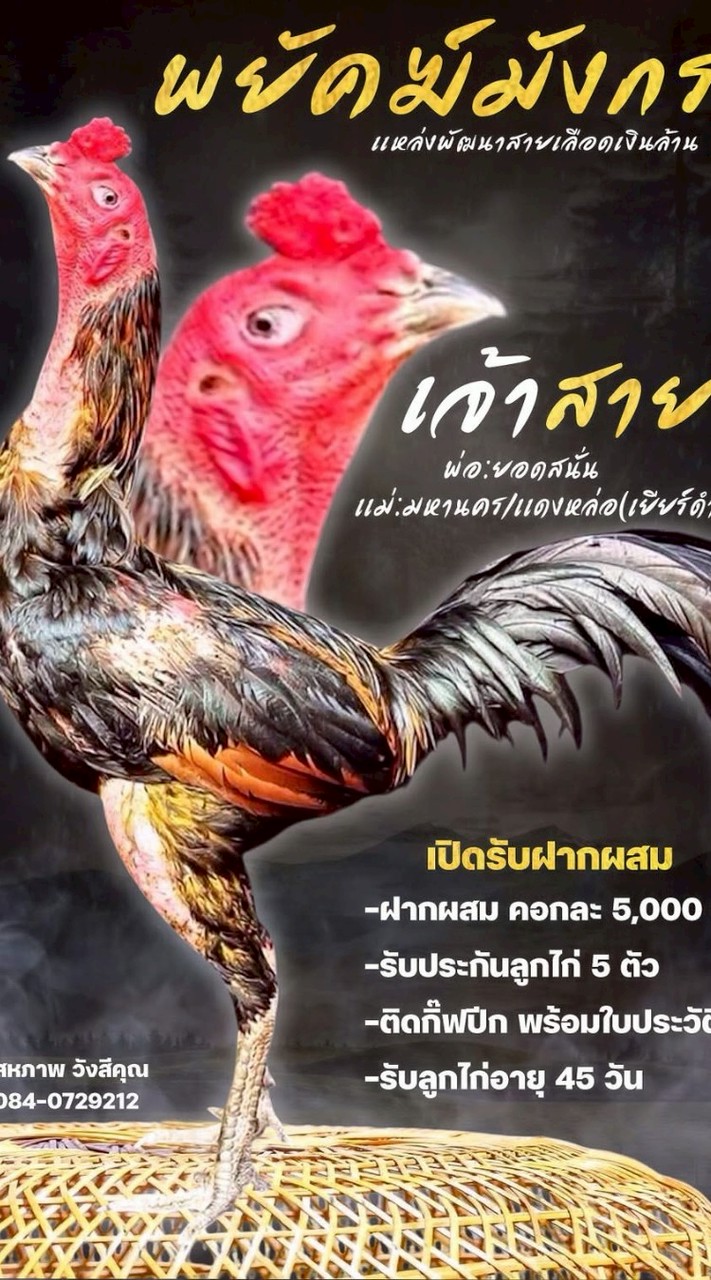 ซุ้ม.พยัคฆ์มังกร