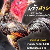 ซุ้ม.พยัคฆ์มังกร