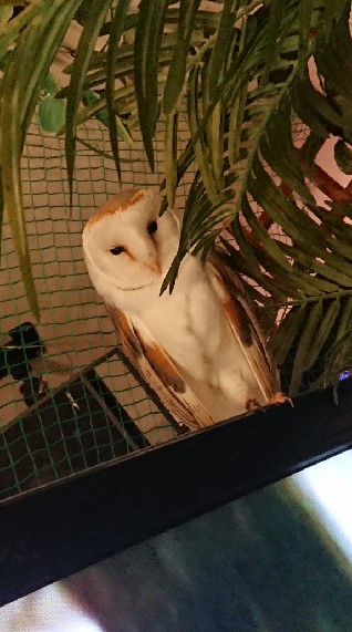 あんなちゃワールドのオープンチャット