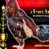 สายพันธุ์ จ.เจริญไชย