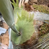 胡編植造WD ［新竹］