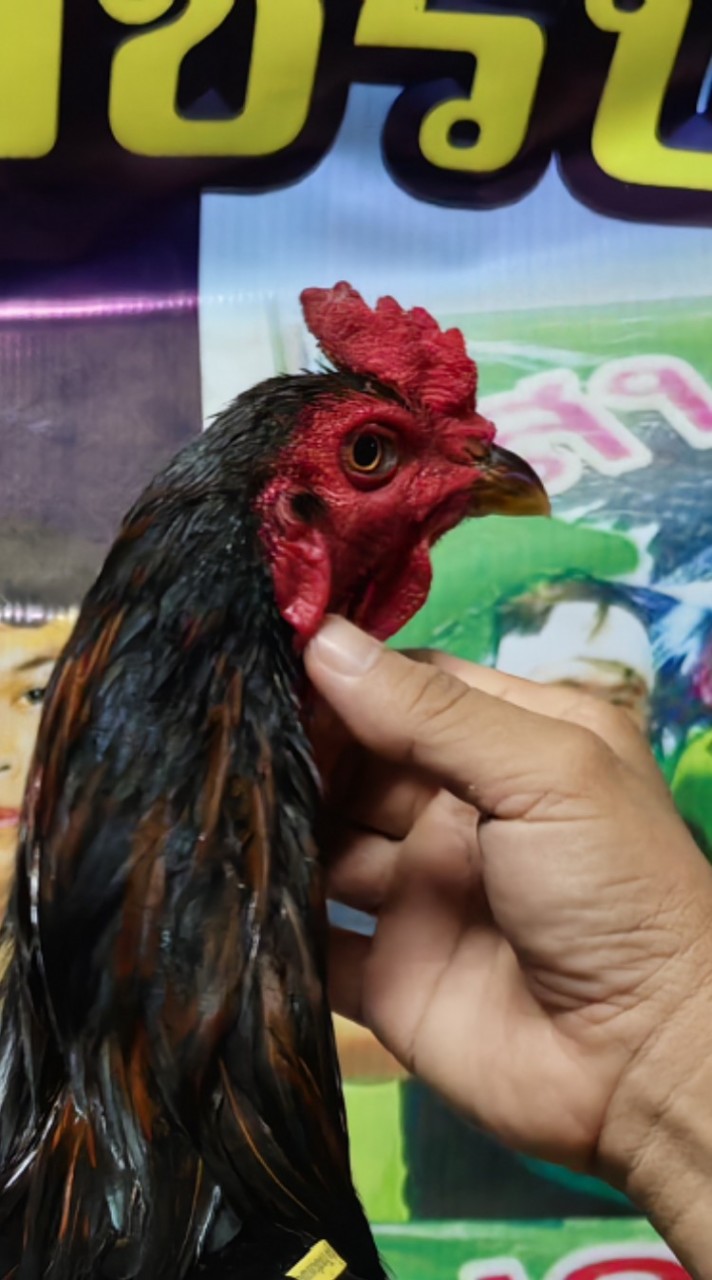 ซุ้ม ไก่ชน เพชรบ้านทุ่ง