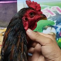 ซุ้ม ไก่ชน เพชรบ้านทุ่ง