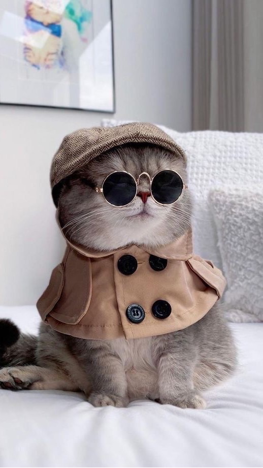 貓奴俱樂部🐱