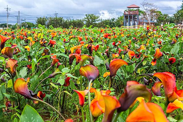 2021桃園彩色海芋季正熱烈舉辦中(圖片提供／桃園觀旅局)