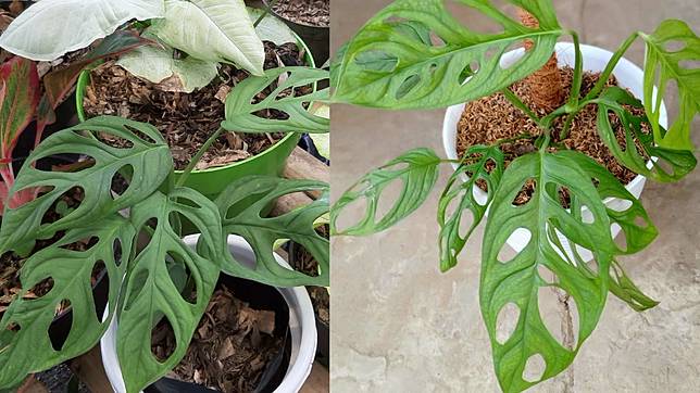 Harga Janda Bolong Monstera Di Cianjur Mulai Rp50 Ribuan Di Sini Tempatnya Cianjurtoday Line Today