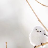 振る舞いの会