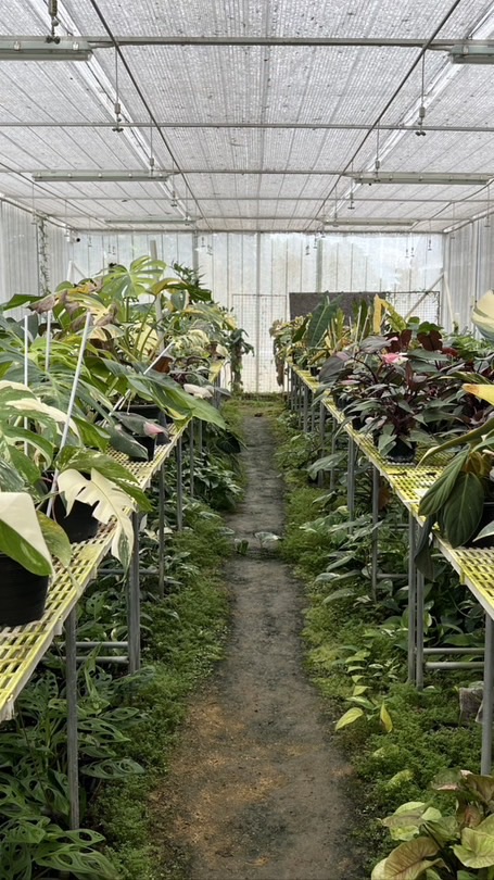Makub Plant