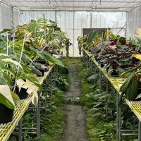 Makub Plant
