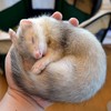 鼬【愉】フェレ飼い フリートークの部屋 @ナルヘソ フェレット