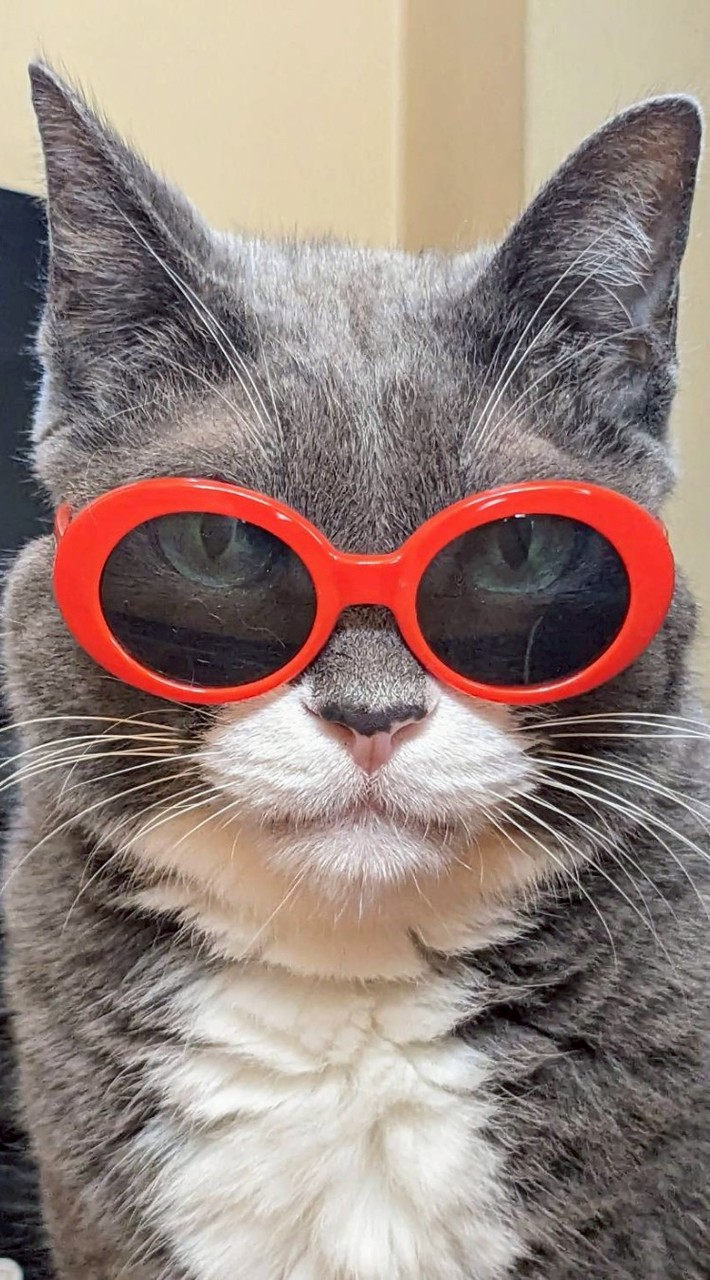 ロイヤルキングダム «Catlovers専用»