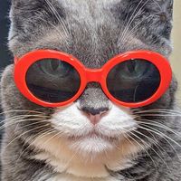ロイヤルキングダム «Catlovers専用»