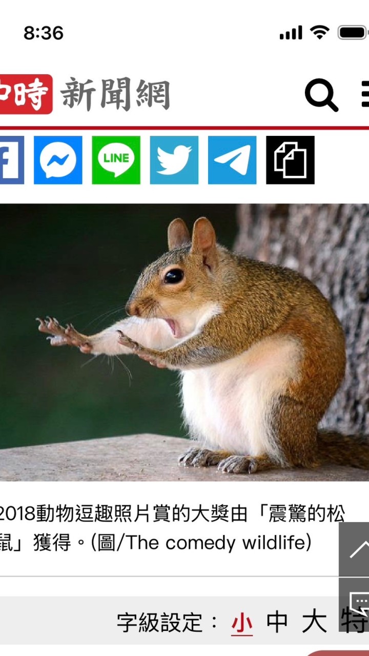 小松鼠大安太極
