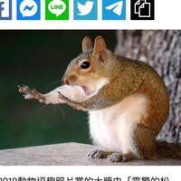小松鼠大安太極