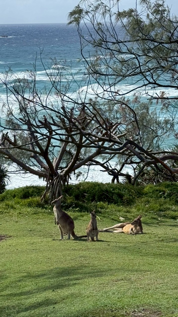 澳洲生活交流群-Brisbane