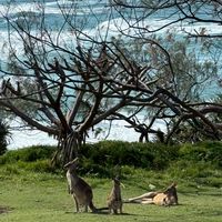 澳洲生活交流群-Brisbane