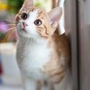 動物が猫好きな人会