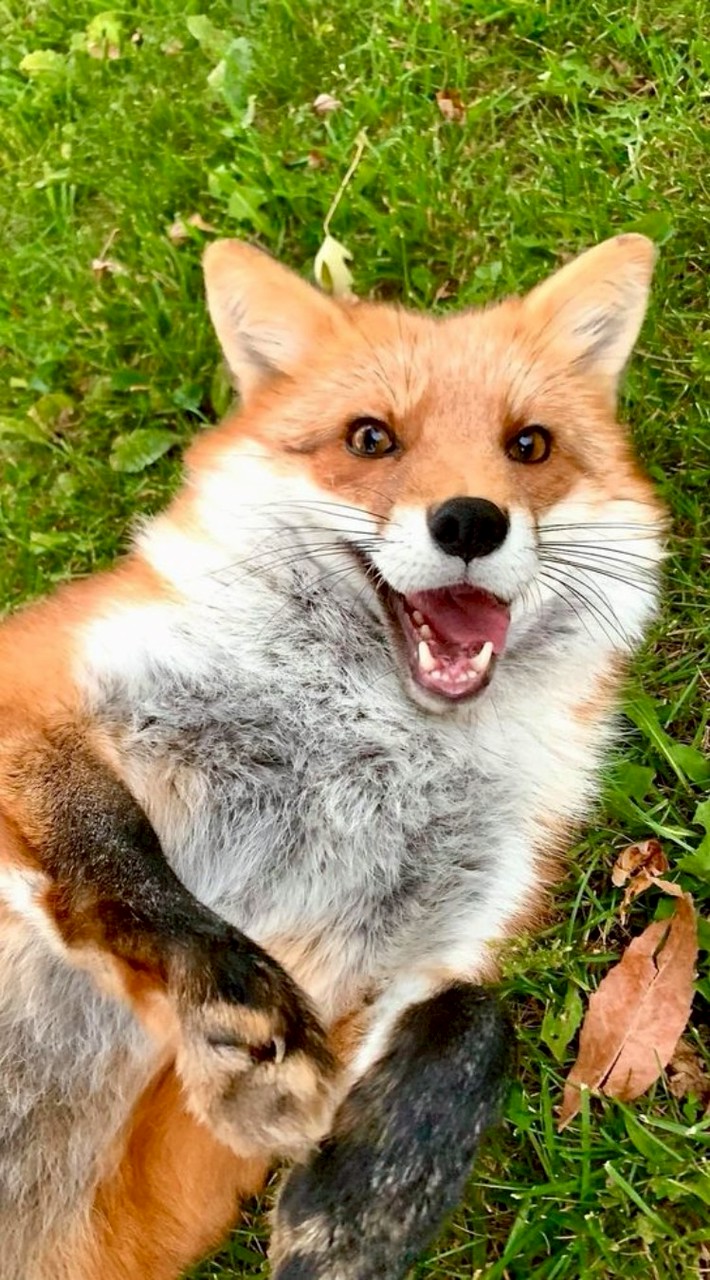 狐貍🦊公會⦮ ⦯