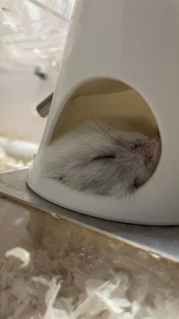 梅ㄗ窩