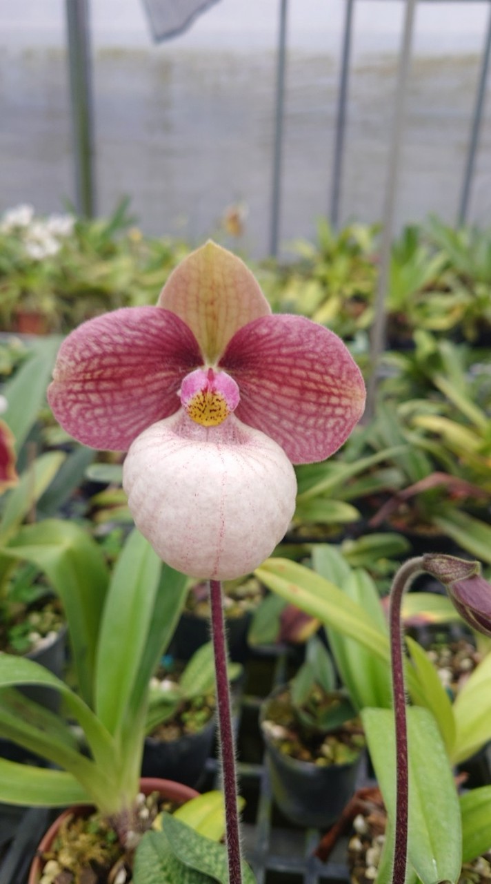 建國花市1314蘭花_葉文龍