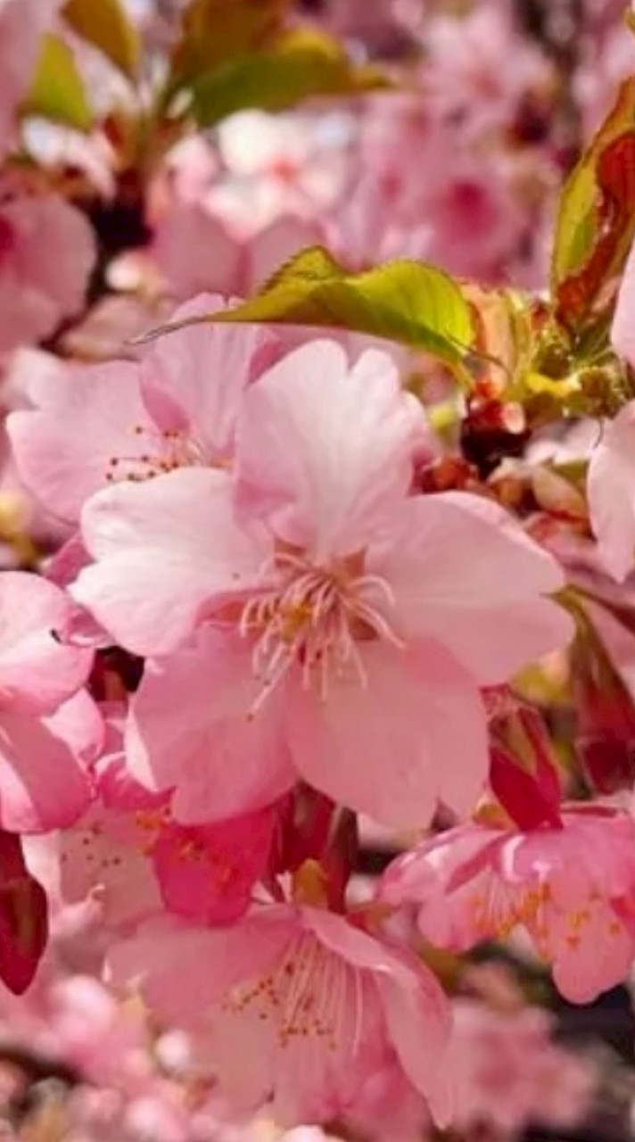 🌸京采Erin🌸揪好康party