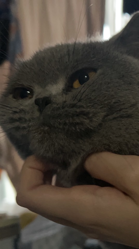 猫バス委員会
