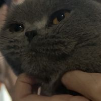 猫バス委員会