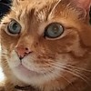 【室蘭近郊】猫宅ふみふみ🐾 猫飼いさん緊急SOS・助け合い掲示板