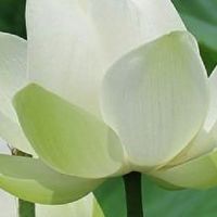 👩👼想做善事嗎？把這邊版主分享的文章看後，將您認同的文章分享出去給你的親朋好友老闆同事🤝🙏