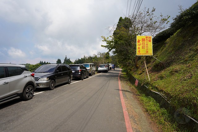 大崙山觀光茶園