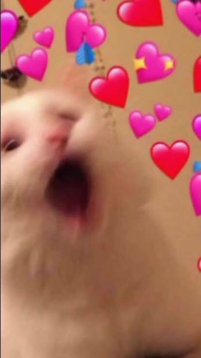 น้อนแมวเหมียว✨🥺