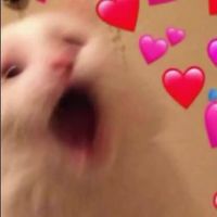 น้อนแมวเหมียว✨🥺