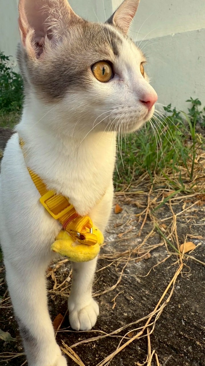 เฮงเฮงเฮง