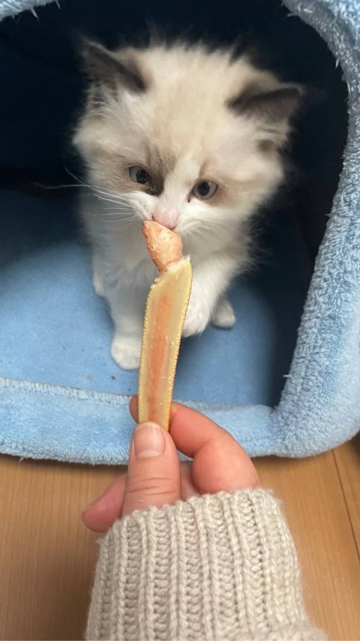 恋バナしよそうだんもok猫好きの人も大歓迎