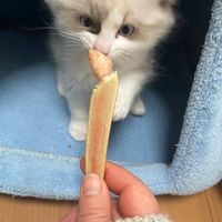 恋バナしよそうだんもok猫好きの人も大歓迎