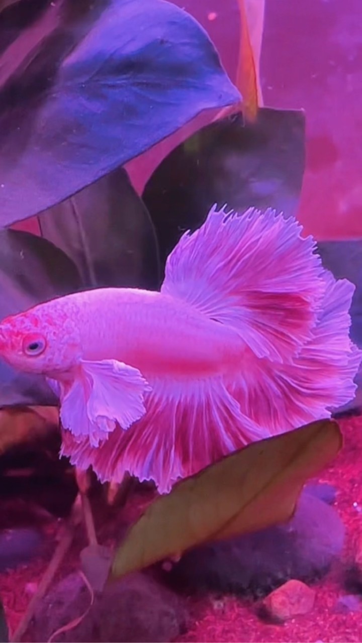 羽中之魚
