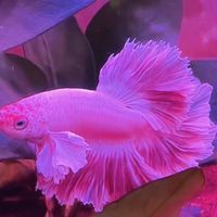 羽中之魚