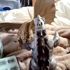 ツチノコ（ボッチちゃん）とゴジラを崇めるところ（雑談OK）
