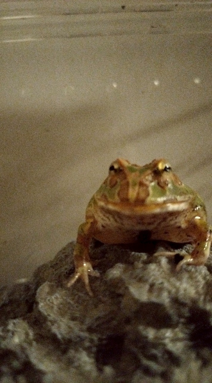 カエル好きの雑談部屋