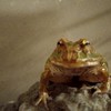 カエル好きの雑談部屋